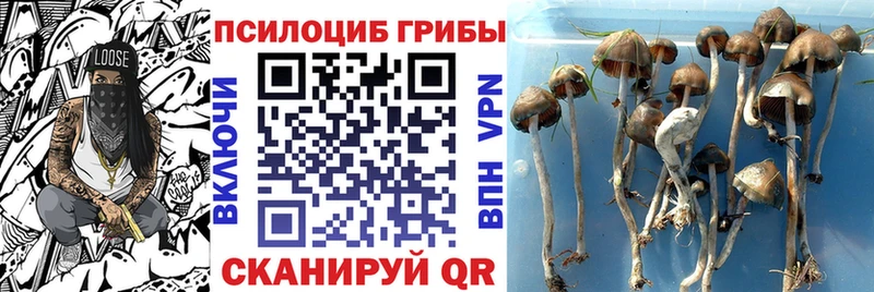 Галлюциногенные грибы Psilocybe  Сатка 